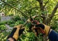 O motivo pelo qual podar as árvores na época do ano errada pode matar a planta