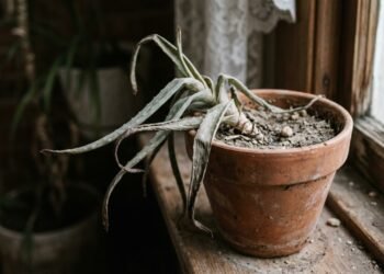O mistério da aloe vera revela por que a babosa quase nunca floresce dentro de casa