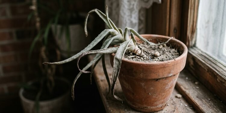 O mistério da aloe vera revela por que a babosa quase nunca floresce dentro de casa