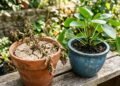 Nunca cultive estas 4 plantas em vasos de barro: jardineiros alertam que eles não retêm bem a umidade