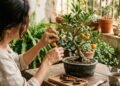 A técnica milenar para transformar árvores gigantes em miniaturas que encantam e perfumam o ambiente doméstico