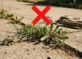 Chega de ervas daninhas, a receita caseira potente que limpa o quintal em apenas duas horas de sol
