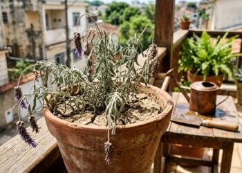 O motivo real pelo qual a lavanda sempre murcha, como corrigir e deixar a lavanda florida e cheirosa