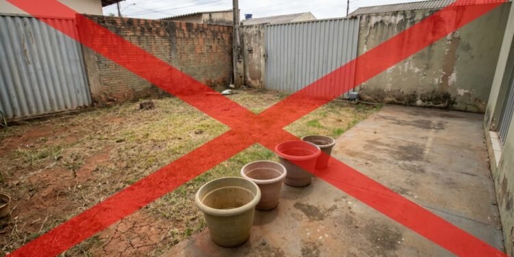 Cultivo de jasmim traz perfume e serenidade aos jardins e varandas residenciais