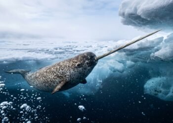 O predador com capaciedade de de captar vibrações sonoras e detectar presas sob a pressão extrema