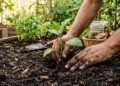 Os 3 fatores cruciais que você jamais deve ignorar ao plantar berinjelas no quintal