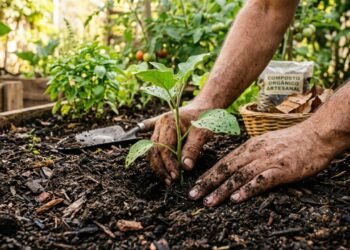 Os 3 fatores cruciais que você jamais deve ignorar ao plantar berinjelas no quintal