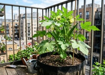 Estas 3 dicas de drenagem garantem que qualquer muda de quiabo prospere mesmo em vasos