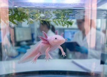 Os 2 grandes mistérios biológicos que tornam o axolote o animal mais estudado pelos laboratórios