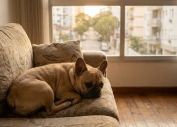 Melhores raças de cães para quem mora sozinho em apartamento e deseja companhia afetuosa
