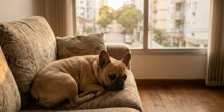 Melhores raças de cães para quem mora sozinho em apartamento e deseja companhia afetuosa