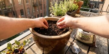 Como plantar beterraba em vasos e ter colheitas grandes mesmo em espaços pequenos