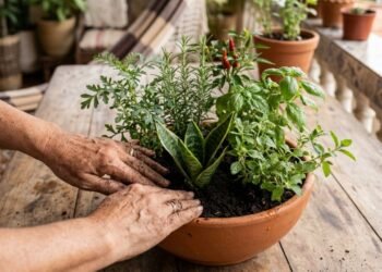 Como montar um vaso poderoso com 7 plantas que protegem a casa e ainda servem na cozinha