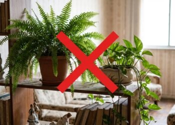 Nem samambaia, nem jiboia: a planta pendente que virou tendência de decoração em apartamentos pequenos