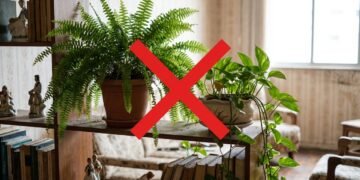 Nem samambaia, nem jiboia: a planta pendente que virou tendência de decoração em apartamentos pequenos