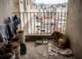 Donos de cães se assustam com novas regras