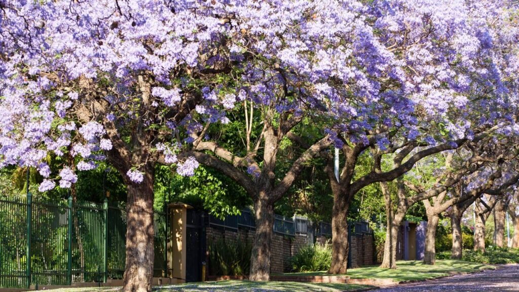 Jacarandá 