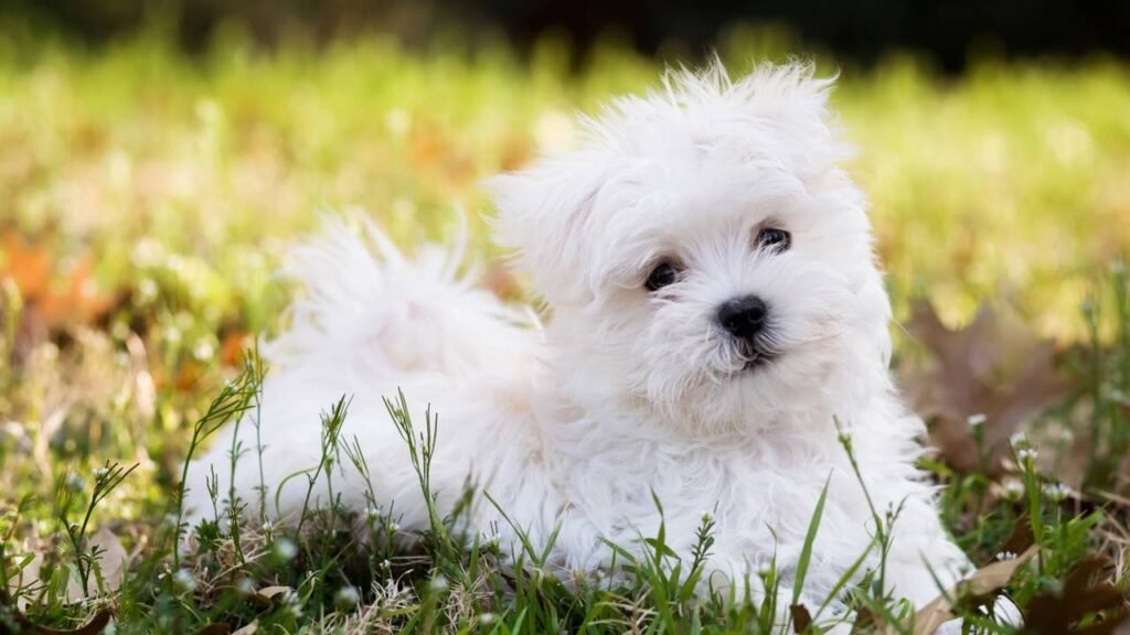 raça de cachorro que vive mais