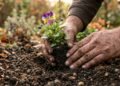 As 3 flores para plantar em abril que vão florescer ainda este ano em seu jardim
