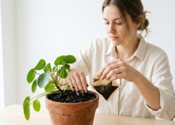 Antes de mandar o saqui de chá usado para o lixo, saiba que ele pode esconder um tesouro valioso para suas plantas