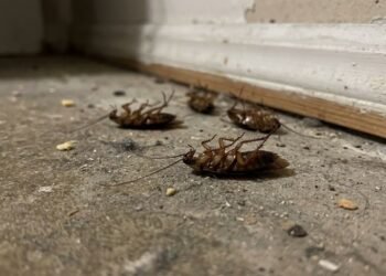 Pessoas que sentem cheiro de barata têm uma habilidade rara no DNA, entenda a ciência por trás disso