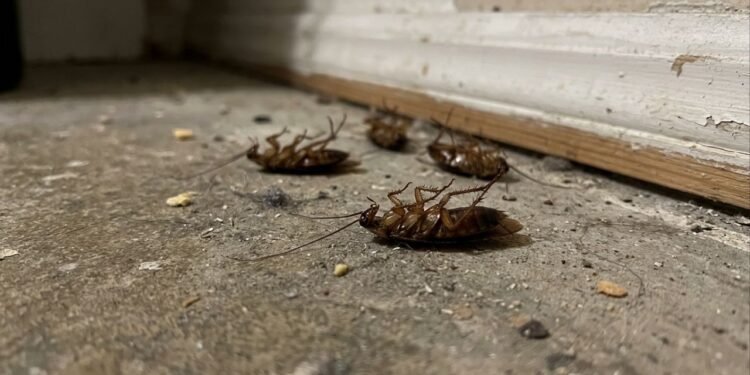 Pessoas que sentem cheiro de barata têm uma habilidade rara no DNA, entenda a ciência por trás disso