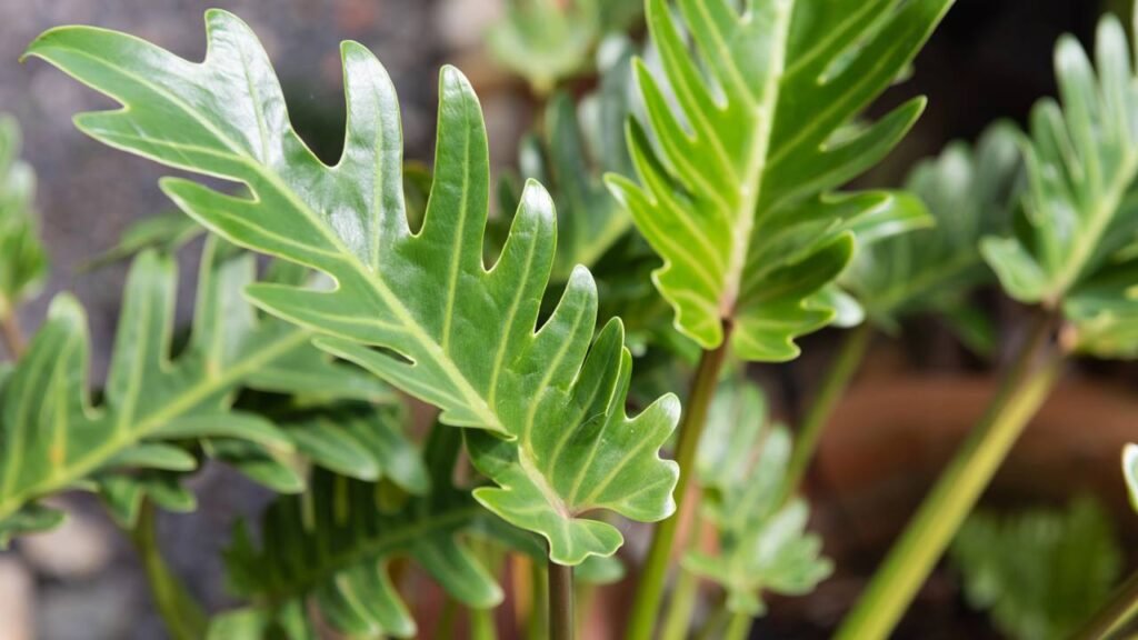 Philodendron selloum