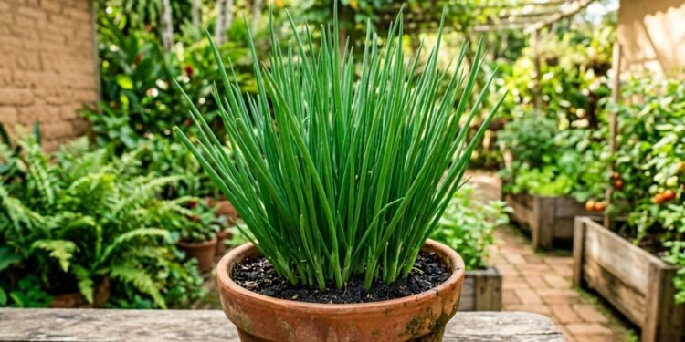 Rega da cebolinha: o erro que deixa as folhas finas, enfraquece a touceira e reduz a colheita mesmo em hortas bem cuidadas