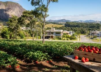 A Capital Nacional do Morango: uma cidade a poucos minutos da capital está conquistando os brasileiros com qualidade de vida e tranquilidade