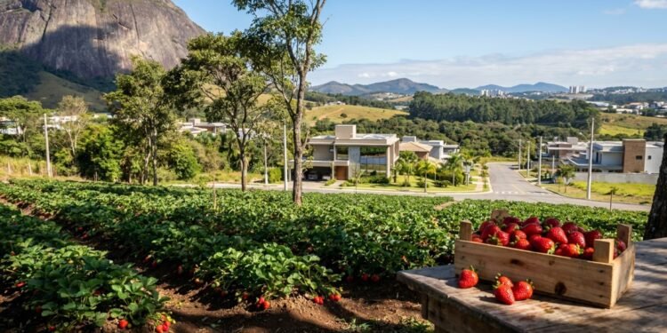 A Capital Nacional do Morango: uma cidade a poucos minutos da capital está conquistando os brasileiros com qualidade de vida e tranquilidade