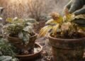 Como cuidar das plantas no frio sem atrair pragas, fungos e excesso de umidade