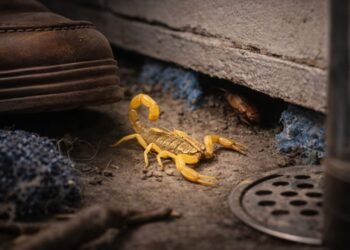 5 pontos da casa que podem facilitar a presença de escorpião-amarelo sem você notar