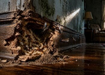 Como os cupins destroem sua casa em silêncio e por que o estrago aparece tarde demais