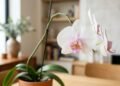 Cuidados com orquídeas para iniciantes: como cultivar corretamente e ter flores lindas por mais tempo