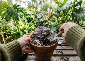 O erro comum com borra de café que está impedindo suas plantas de crescerem em casa