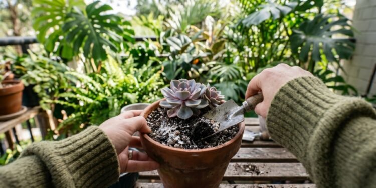 O erro comum com borra de café que está impedindo suas plantas de crescerem em casa