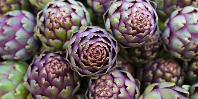 alcachofra