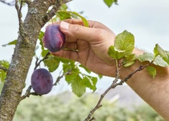 A árvore ideal para a casa: suas raízes não levantam o piso, dá frutos e resiste à seca