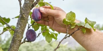 A árvore ideal para a casa: suas raízes não levantam o piso, dá frutos e resiste à seca