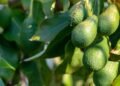 Agora é o melhor momento para fazer sua planta produzir mais abacates com um truque simples que funciona