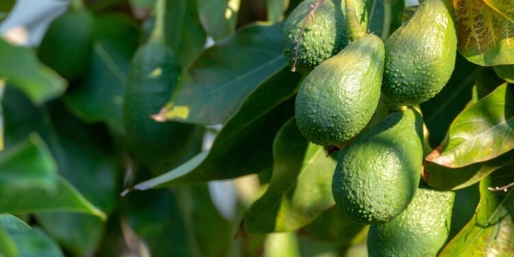 A planta produzir mais abacates é um desejo comum para quem ama colher alimentos frescos no próprio quintal. - Créditos: depositphotos.com / foto-pixel.web.de