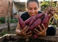 Adeus agrotóxicos! Com a técnica certa plantar batata-doce em canteiro fica simples e prático