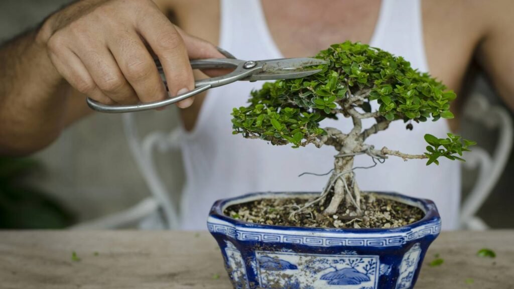 como fazer um bonsai