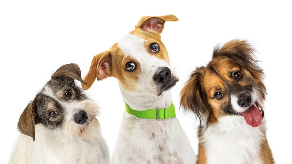 Cachorro inclinando a cabeça