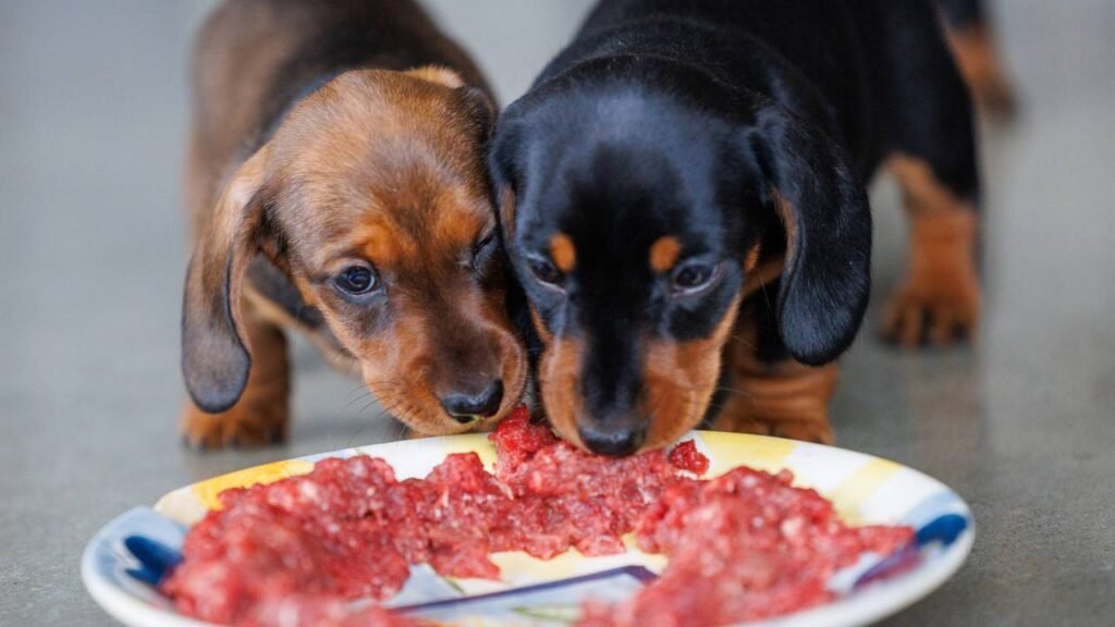 carne crua ao cachorro