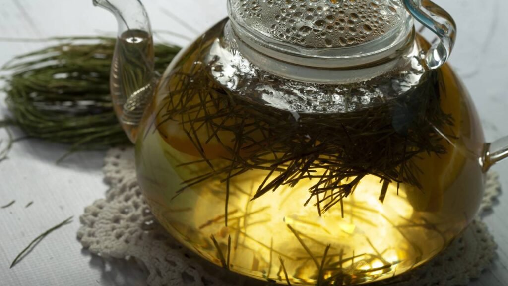 Cavalinha Equisetum arvense