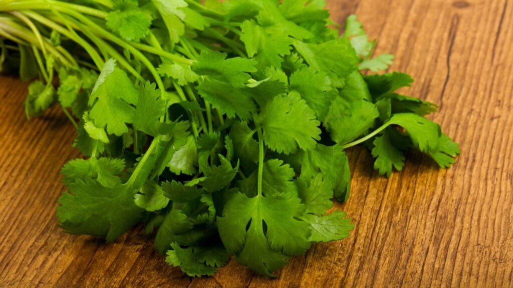 Coentro Coriandrum sativum