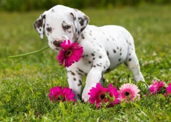 O que ninguém conta sobre os dálmatas brancos e a transformação incrível que acontece logo após o nascimento
