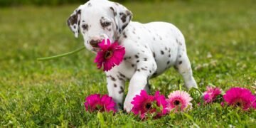 O que ninguém conta sobre os dálmatas brancos e a transformação incrível que acontece logo após o nascimento