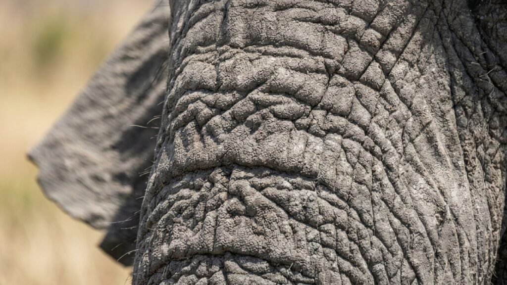 A função biológica das orelhas dos elefantes vai muito além do que a gente imagina